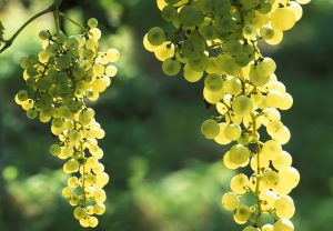 Grappolo di Glera, uva un tempo chiamata Prosecco (Foto tratta da ruggeri.it)