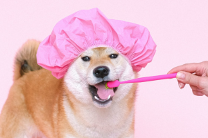 A un cane di razza shiba inu con indosso una cuffia per i capelli vengono lavati i denti con uno spazzolino da denti