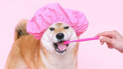 A un cane di razza shiba inu con indosso una cuffia per i capelli vengono lavati i denti con uno spazzolino da denti